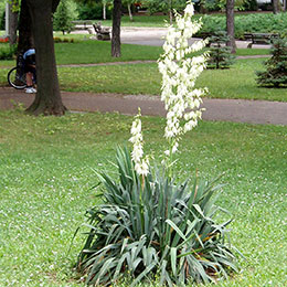 Yucca filamenteux